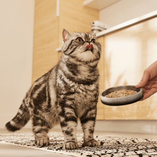 Image of Cat and a Bowl of Cat Food